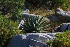 Agave aurea aurea