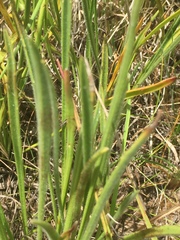 Plantago gaudichaudii