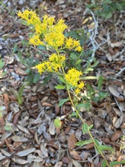 Solidago chapmanii
