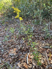 Solidago chapmanii