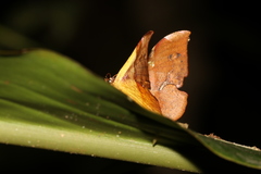 Fascellina chromataria