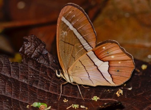 Pierella nereis Drury, 1782