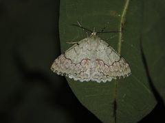 Pingasa ruginaria pacifica