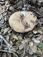 Butyriboletus persolidus