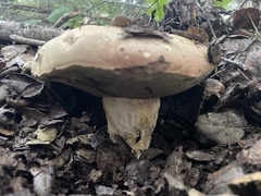 Butyriboletus persolidus