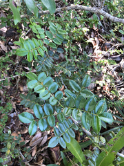 Zanthoxylum punctatum