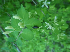 Schizotus cervicalis