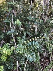 Zanthoxylum punctatum