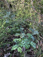 Zanthoxylum punctatum