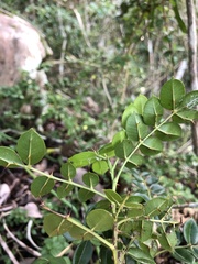 Zanthoxylum punctatum