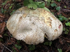 Butyriboletus abieticola