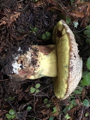 Butyriboletus abieticola