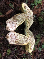 Butyriboletus abieticola