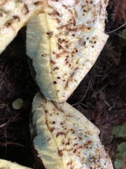 Butyriboletus abieticola
