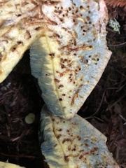 Butyriboletus abieticola