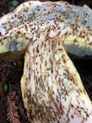 Butyriboletus abieticola