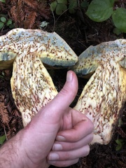 Butyriboletus abieticola