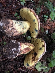 Butyriboletus abieticola