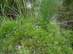 Ranunculus inundatus