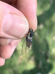 Popplepsalta notialis