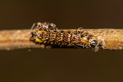 Jalmenus evagoras