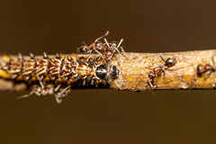 Jalmenus evagoras