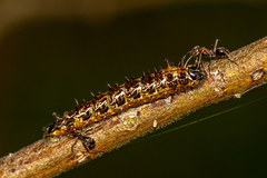 Jalmenus evagoras