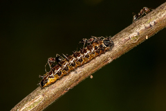 Jalmenus evagoras