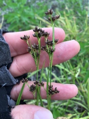 Rhynchospora globularis