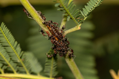 Jalmenus evagoras