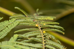 Austroacacidiplosis botrycephalae