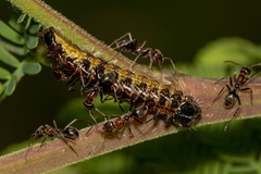 Jalmenus evagoras