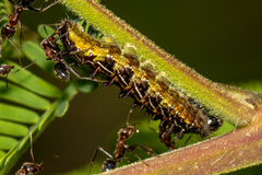 Jalmenus evagoras