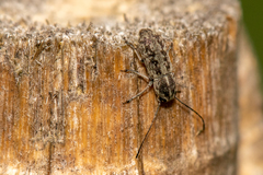 Euciodes suturalis
