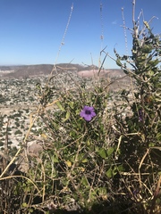 Ruellia californica peninsularis