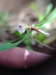 Scaphyglottis leucantha