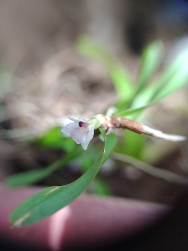 Scaphyglottis leucantha, photograph 1