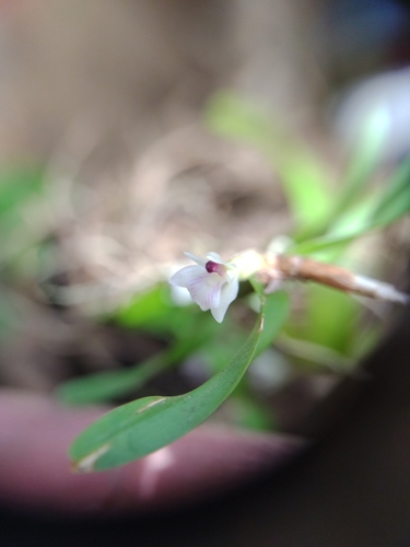 Scaphyglottis leucantha, photograph 2