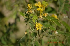 Senna villosa