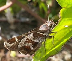 Thespieus macareus