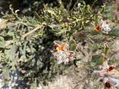 Jacksonia floribunda