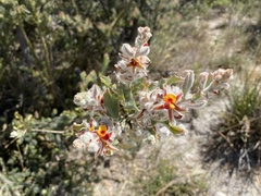 Jacksonia floribunda
