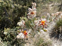 Jacksonia floribunda