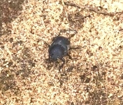 Mycotrupes retusus