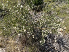 Jacksonia floribunda