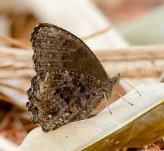 Praepedaliodes phanias