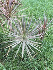 Dracaena reflexa angustifolia
