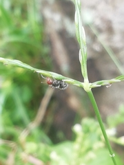 Camponotus lindigi