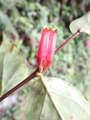 Macleania recumbens