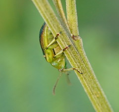 Calomela parilis